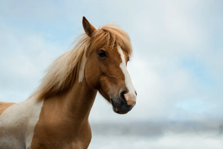 Le cheval peut-il comprendre ce que nous ressentons ?